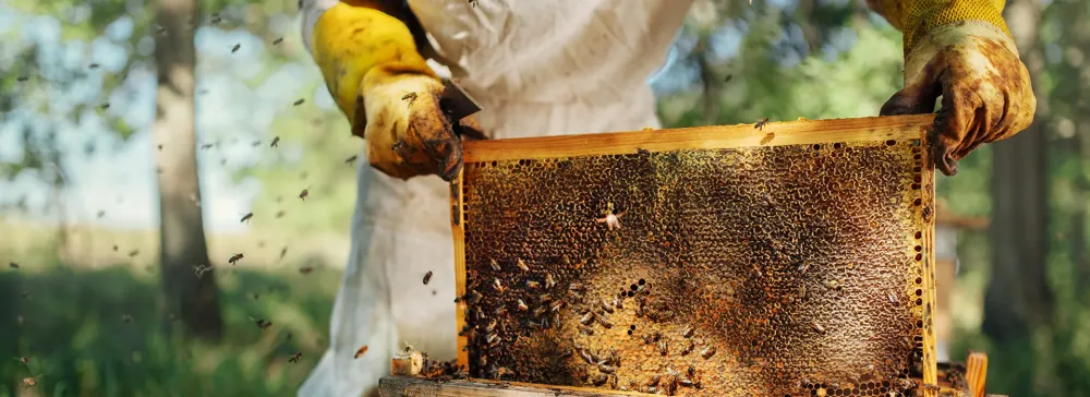 viande et miel direct producteur à Chailly-en-Gâtinais