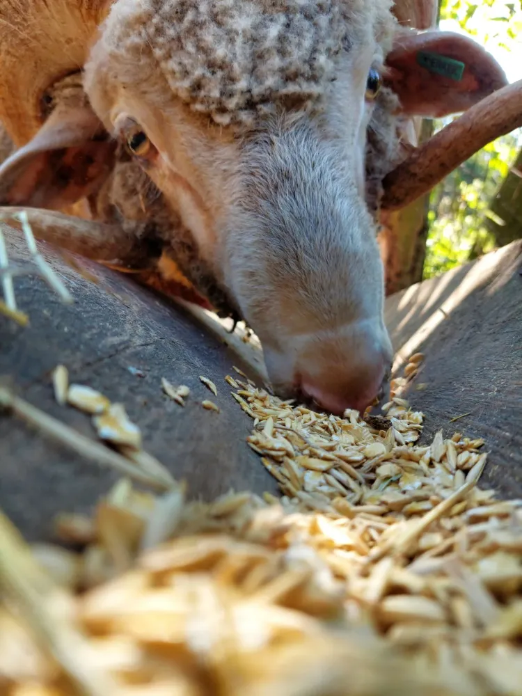 viande fermière en circuit court à Chailly-en-Gâtinais